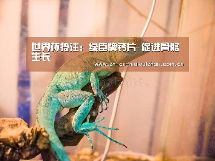 世界杯买球网站